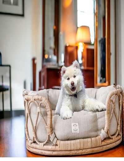 Picture of Bamboo Dog Pet Bed