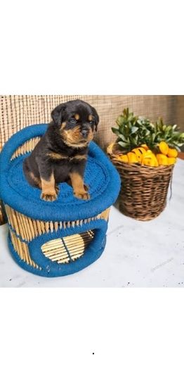 Picture of Handmade Pet Bed