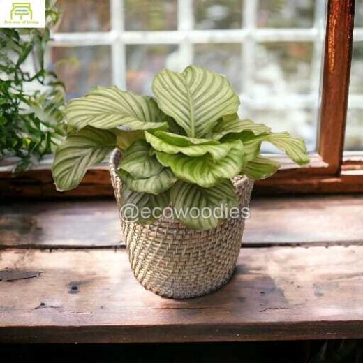 Picture of Handcrafted Eco-friendly Decorative Cane Rattan Plant Pot Storage Basket 