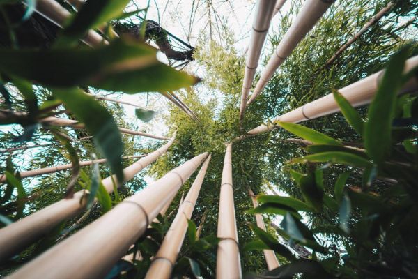 Bamboo: Green Gold or Garden Gremlin? Uncovering the Pros and Cons of Planting Bamboo